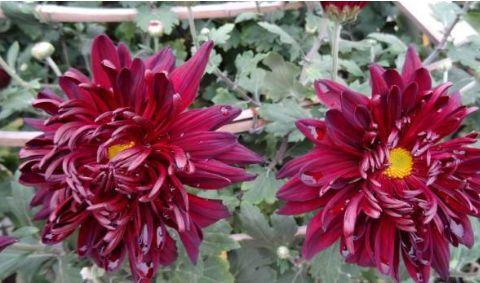 氧化菊最新爆料视频,揭秘神秘事件背后真相 第1张 氧化菊最新爆料视频,揭秘神秘事件背后真相 第1张